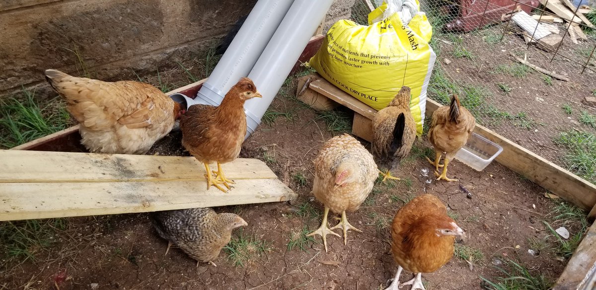 The DIY feeders haven't been fixed properly yet so I had to tilt them ndio feeds zisimwagike. (I'll be sure to share the final photos.) However, they are coming through already.