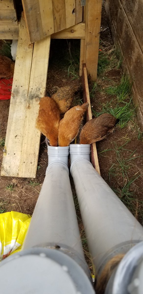 The DIY feeders haven't been fixed properly yet so I had to tilt them ndio feeds zisimwagike. (I'll be sure to share the final photos.) However, they are coming through already.