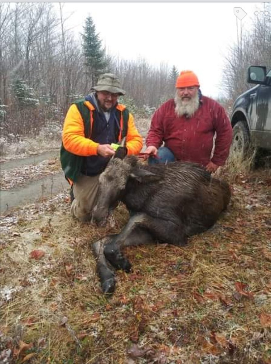 Had a successful first moose hunt, got a cow tag and with a little help from above we got this 469lb beauty https://t.co/GDyhRJ75qc