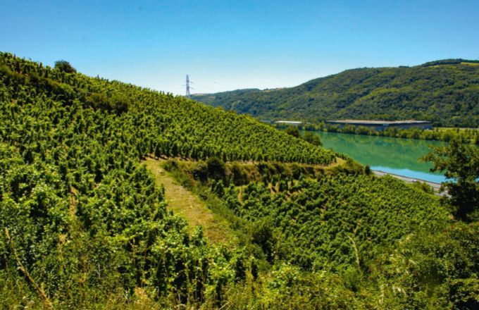 mon_viti's tweet photo. DIVERSIFICATION
Un nouveau cru pour les Vins de Vienne
#vigne #vin
🔗 https://t.co/AqYC9RnUmP https://t.co/vu4e4G5Y0W