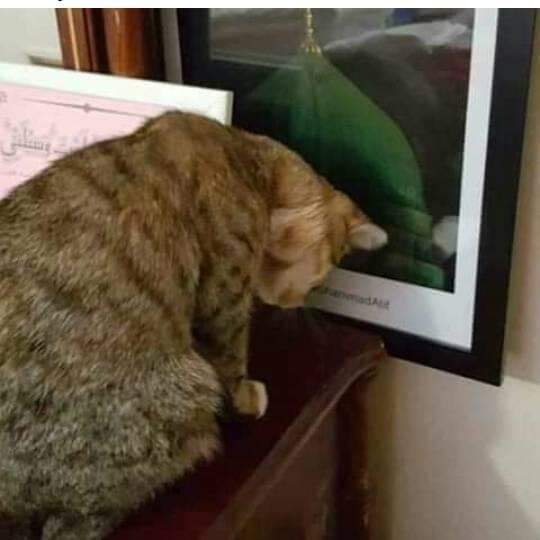 बच्चा बच्चा है जीन पर क़ुर्बान उन पर जानवार भी है क़ुर्बान सुभान अल्लाह एक जानवार को इतनी ्‍महोब्बत इतनी समझ लेकिन सूवरो को नहीं है तुम जितना दबाओ गे ये उतना ही फेले गा इंशा अल्लाह लैबएक या रसूल अल्लाह #फ्रांस_माफी_मांगI