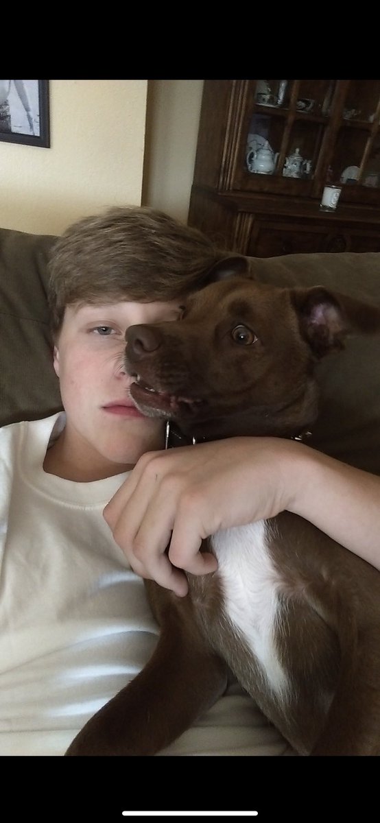 AndrewGodbold_'s tweet photo. I know my sweet little girl is resting in dog heaven. Love you Dixie https://t.co/0DnvMHxqnO