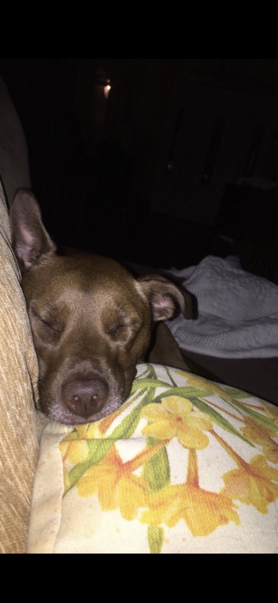 AndrewGodbold_'s tweet photo. I know my sweet little girl is resting in dog heaven. Love you Dixie https://t.co/0DnvMHxqnO