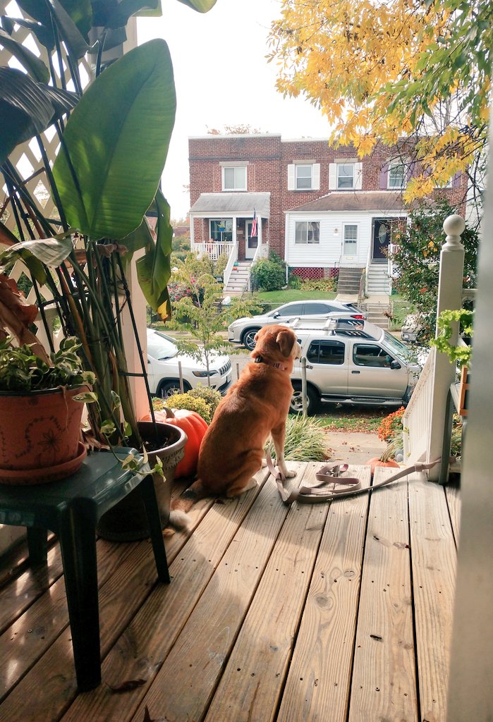 Paintbrush_Tail's tweet photo. I'm here to guard the pumpkins from the squirrels. And also to enjoy the sunshine!
#guarddog #fallsunshine
🐶🎃🐿️☀️🏡
@IngloriousDogs @dogcelebration @dogandpuplovers @puppy_snuggles https://t.co/SoJkHnaPCP