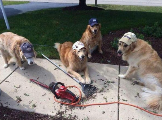 CauseWereGuys's tweet photo. I don't even have a yard and I still want to hire these guys https://t.co/CGn6mcSGfR