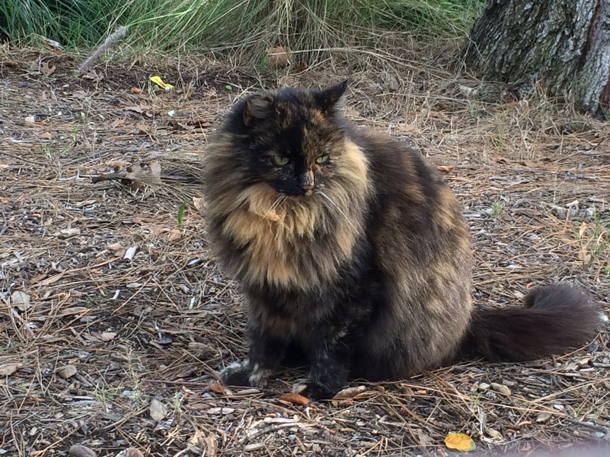 ericthomaschu's tweet photo. Hoping that the #CatsOfDisneyland are doing okay. https://t.co/yWrOhDwjOQ