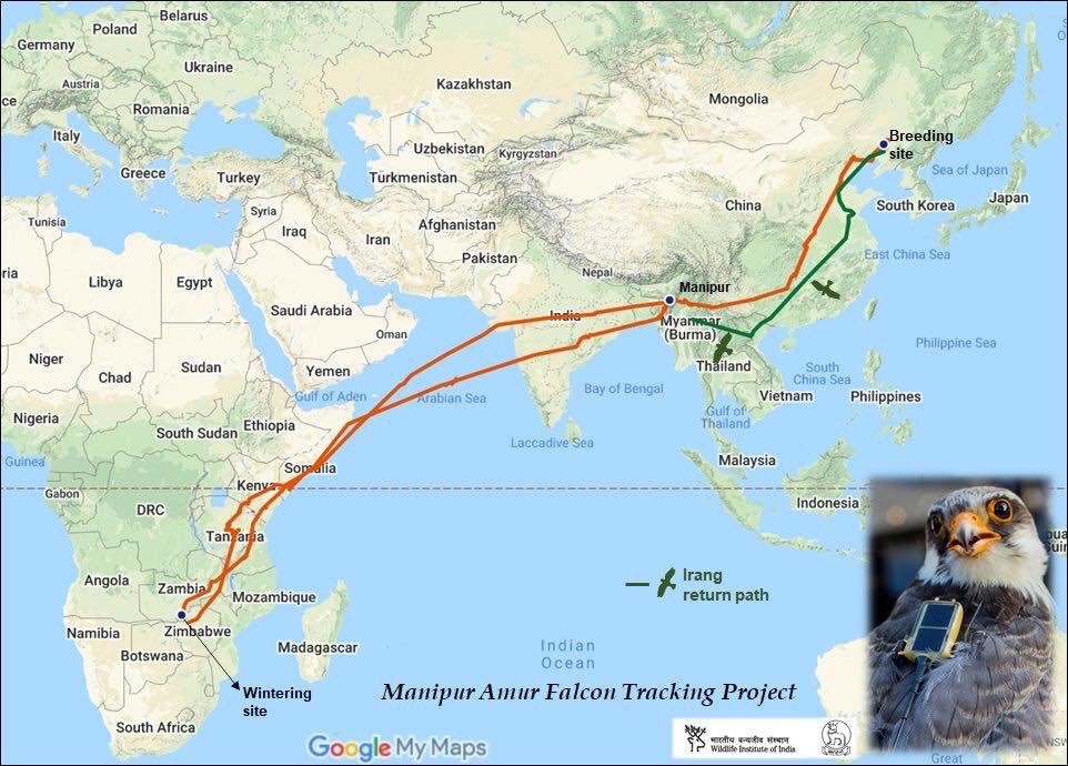 While we were inside. Irang an Amur falcon was radio tagged by WII in Manipur. It went to South Africa, returned back to China. On October it again started journey. And in one year it covered 29,000 kms & back to Manipur. Which machine can beat that.