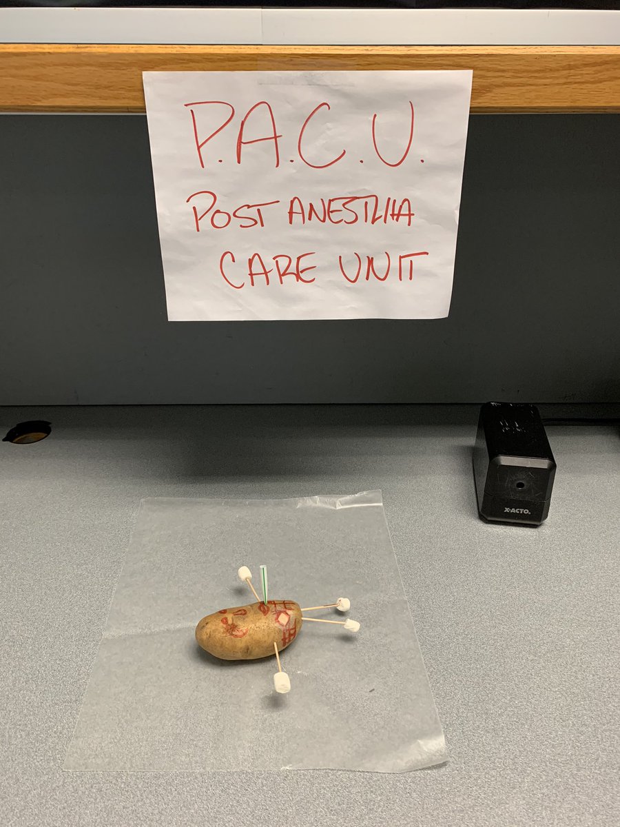 MARN_PE_ATC's tweet photo. Surgery was a SUCCESS!!! Mr. Spud is resting in the recovery room. 2nd and 4th period #ProspectExPhys will get their chance in the OR tomorrow. @KnightsofPHS @PHS_KnightsPE https://t.co/vRxsrVhXR8