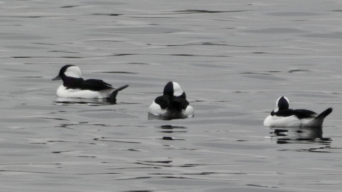 David Barrett tweet media