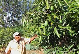 EthioInvestment's tweet photo. #Durabilis, an international Belgian based Impact Investing Company, is elated to announce the successful arrival of trial Hass avocado #exports from #Ethiopia. The first shipment arrived in UK on 20 Sep. 2020, followed by the second on 5 Oct. 2020.
https://t.co/qXgr5SB8fx https://t.co/QoDFueCJUe