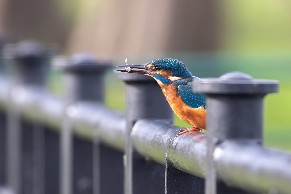 Wildlifehappens tweet media