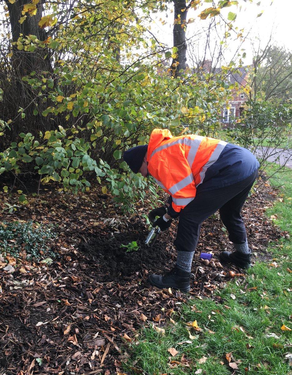 Thank you to the members of the Friends of Pearson Park and the other lovely park volunteers who gave up their time and group funds to plant some woodland flower bulbs in the borders @pearsonparknlhf this morning. These should be a colourful addition come the spring!🌷🥀