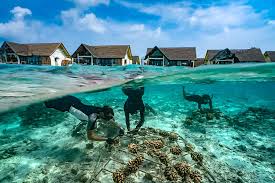 WiseOceans's tweet photo. New Internship Opportunity!
@Reefscapers, a marine consultancy company based in the Maldives, are now recruiting for a Communications and Marketing Intern.
https://t.co/ONBl6yK9Kw #reef #wisework #internship #Ocean https://t.co/8aPNJNdfA9