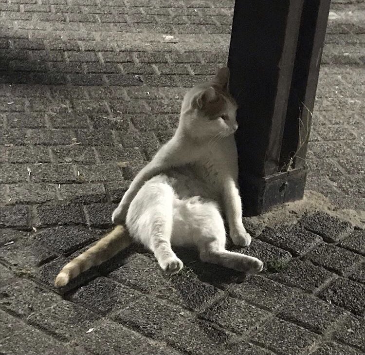 thequeenofpiess's tweet photo. Sit like a lady dediklerinde https://t.co/dCmPQ68xrU