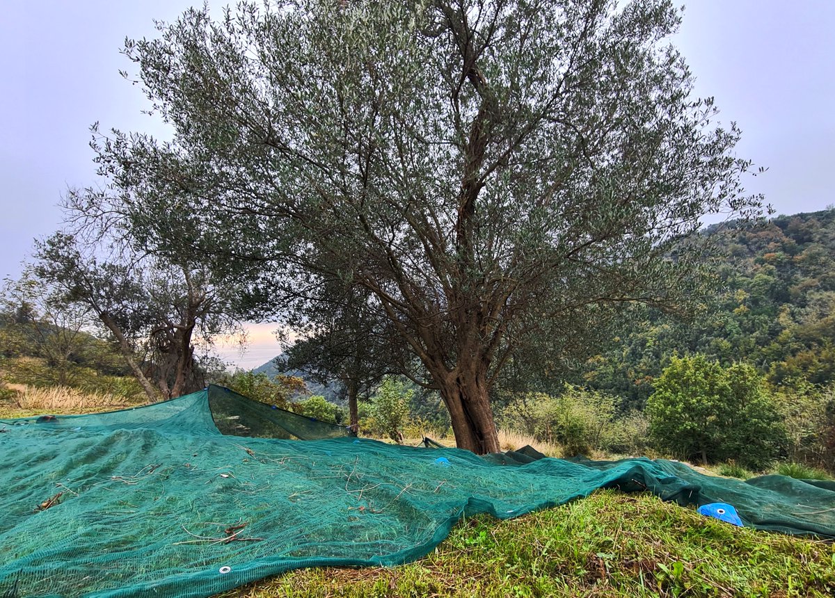 GoinItaly's tweet photo. The tradition of harvesting olives begins in late October/early November in Southern Italy. By shaking the tree the olives fall onto a net wrapped around the trunk. It takes 11 pounds of pressed olives to produce one quart of Extra Virgin Oil! #olives #harvest #Italy #goinitaly https://t.co/rPiYFJARhB