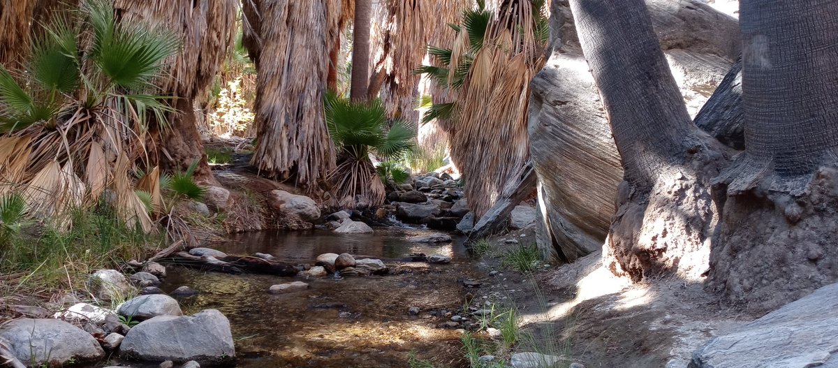 #hiking Indian Canyon #PalmSprings #California
Fantastic Sights Urging Us To Explore Further Down the Magical Path. #NaturePhotography #naturelovers #glorious #outdoorfun #happiness https://t.co/hFWAA7iENC