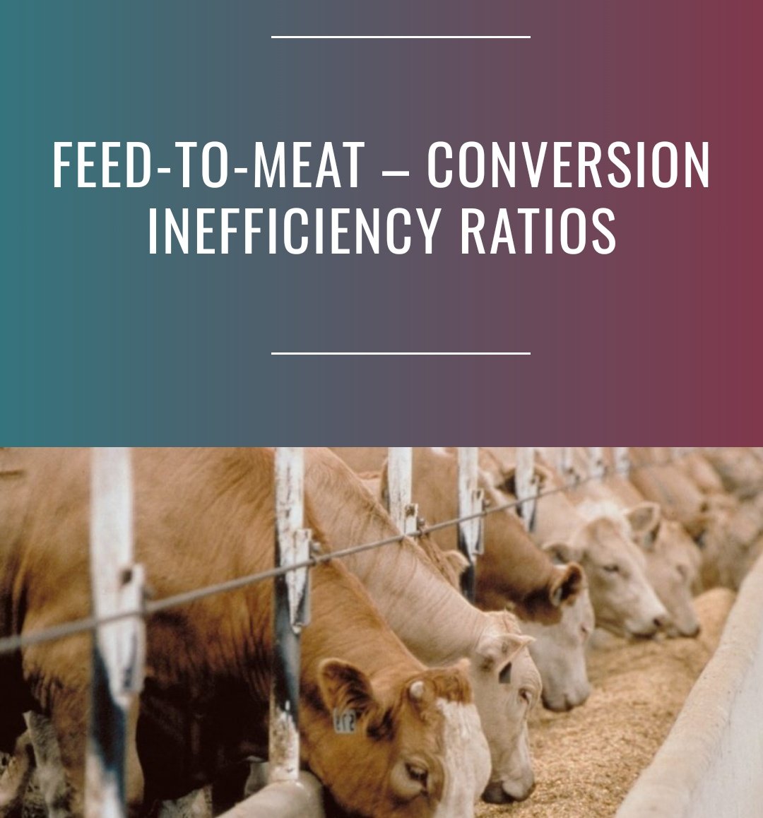 Why is feed conversion ratio important?1. This is food waste2. Feedcrop land could easily grow food for human consumption.3. The gains in land by not having feedcrops can be a major help in addressing climate & biodiversity crises. https://awellfedworld.org/feed-ratios/ 