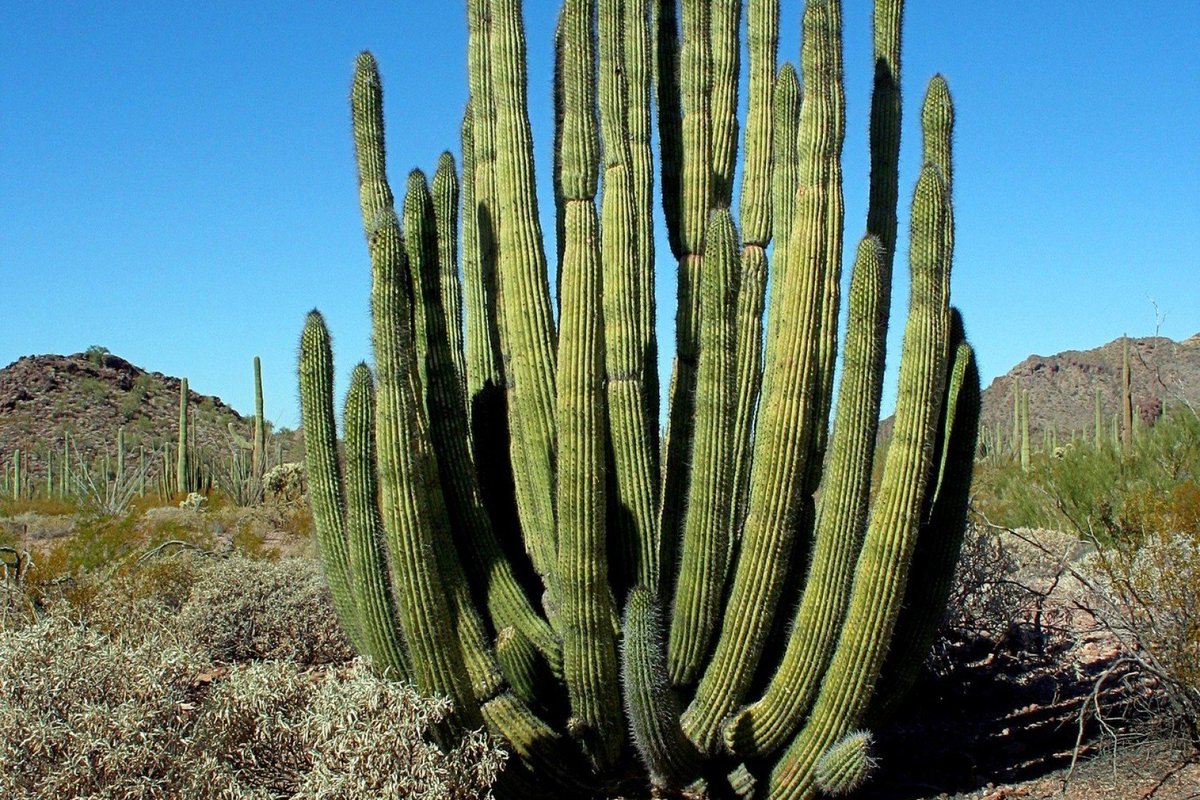 im just thinking about it. look at them. someone stop me from making this thread but also im just staring at cacti now