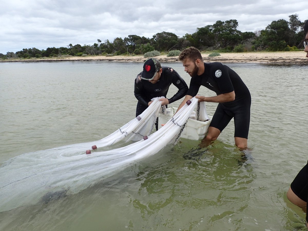 PeterMacreadie's tweet photo. How does climate affect marine food webs? 🤔

70 marine scientists from around the world run the same experiment at the same time (using squid lollypops!) to address this question.

What happened? Find out here: https://t.co/eI5uQolgNF. #seagrass #predators #biodiversity #BiteMap https://t.co/SU9GH55oIq