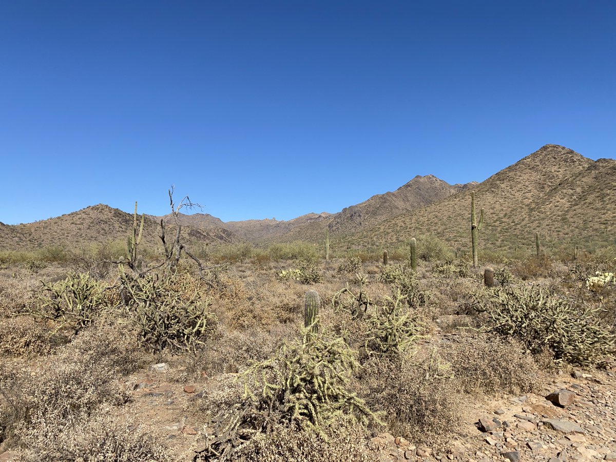 JAWhye's tweet photo. @GreyAlien’s photo walks inspired me to go walking today at lunch, but somehow my picture after picture of cactus isn’t the same as his variety. https://t.co/3UFFHSzRjk
