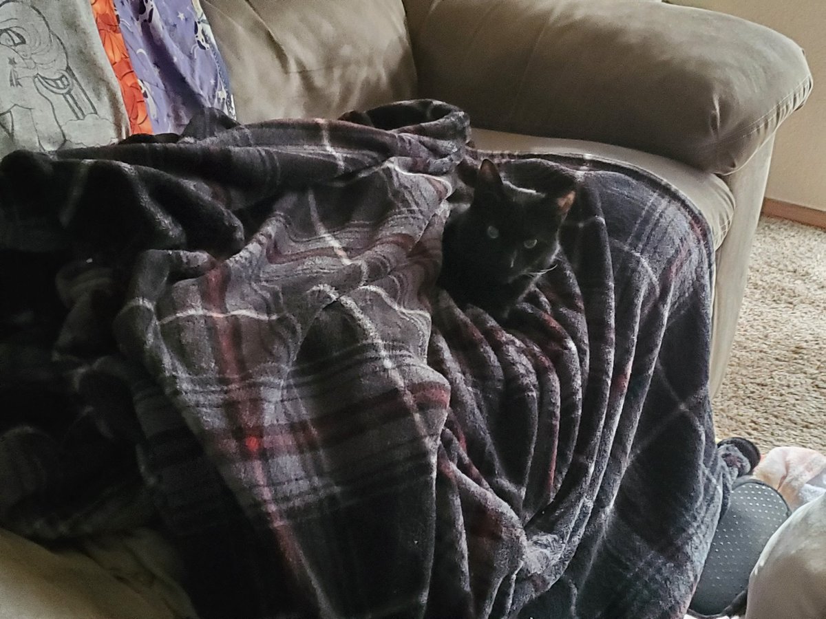 twistedwish20's tweet photo. Over 24 hours without power but we're doing our best to keep warm! #okwx #CatsOfTwitter #CatsOnTwitter #cats #pets #blackcats #BlackCatsRule #winterinoctober #icestorm2020 https://t.co/nrKFBcxgdS