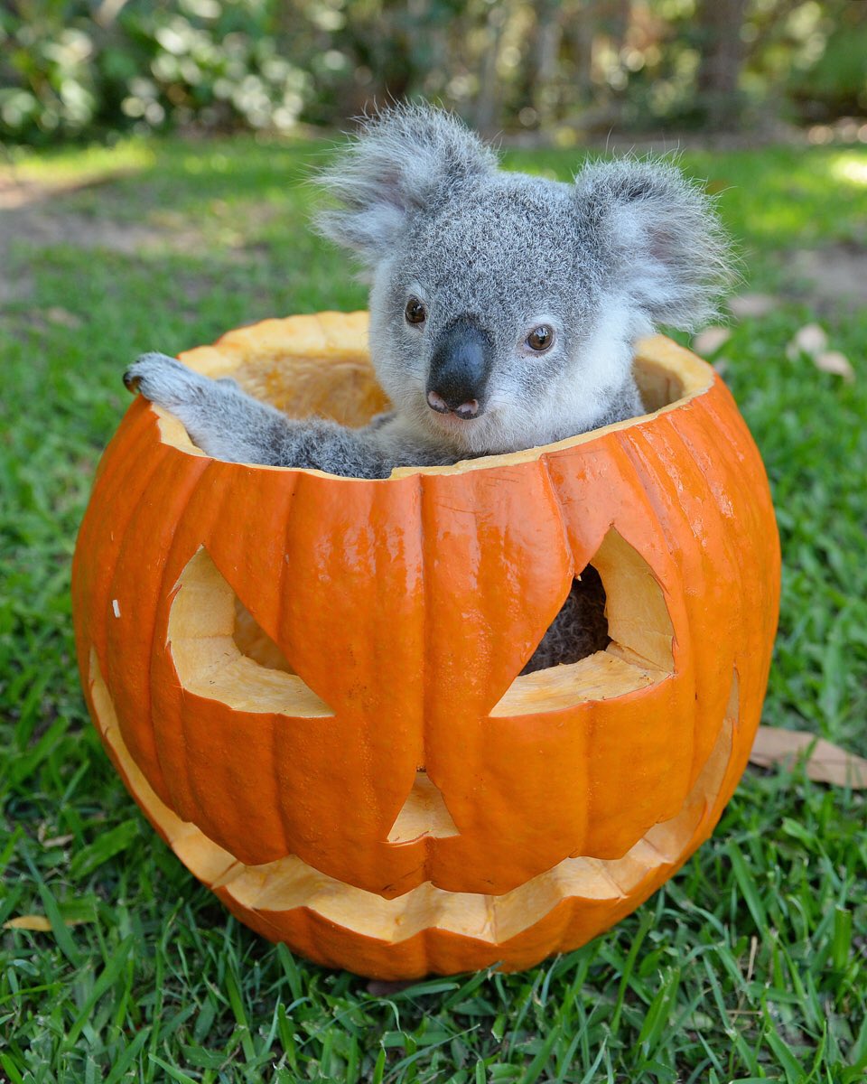 TerriIrwin's tweet photo. .@AustraliaZoo we’re celebrating Halloween with more sweet than scary!

https://t.co/MgZK7g0lQk https://t.co/ZuQqELP7Dz