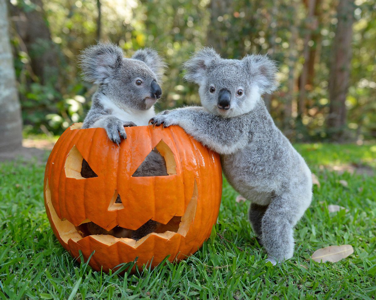 .<a href="/AustraliaZoo/">Australia Zoo</a> we’re celebrating Halloween with more sweet than scary!

australiazoo.com.au/event/hallowee…