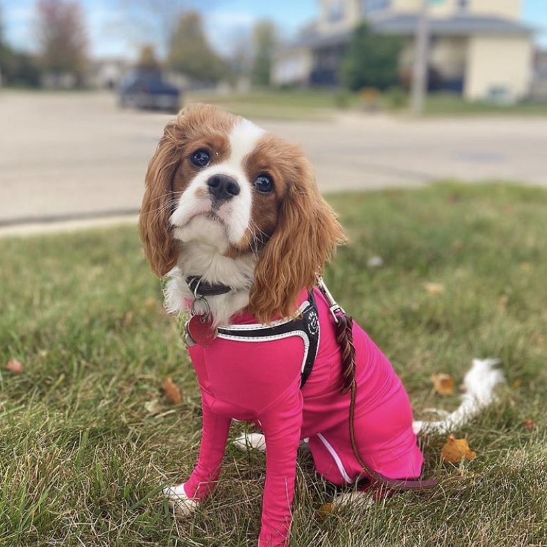 Shed Defender tweet media