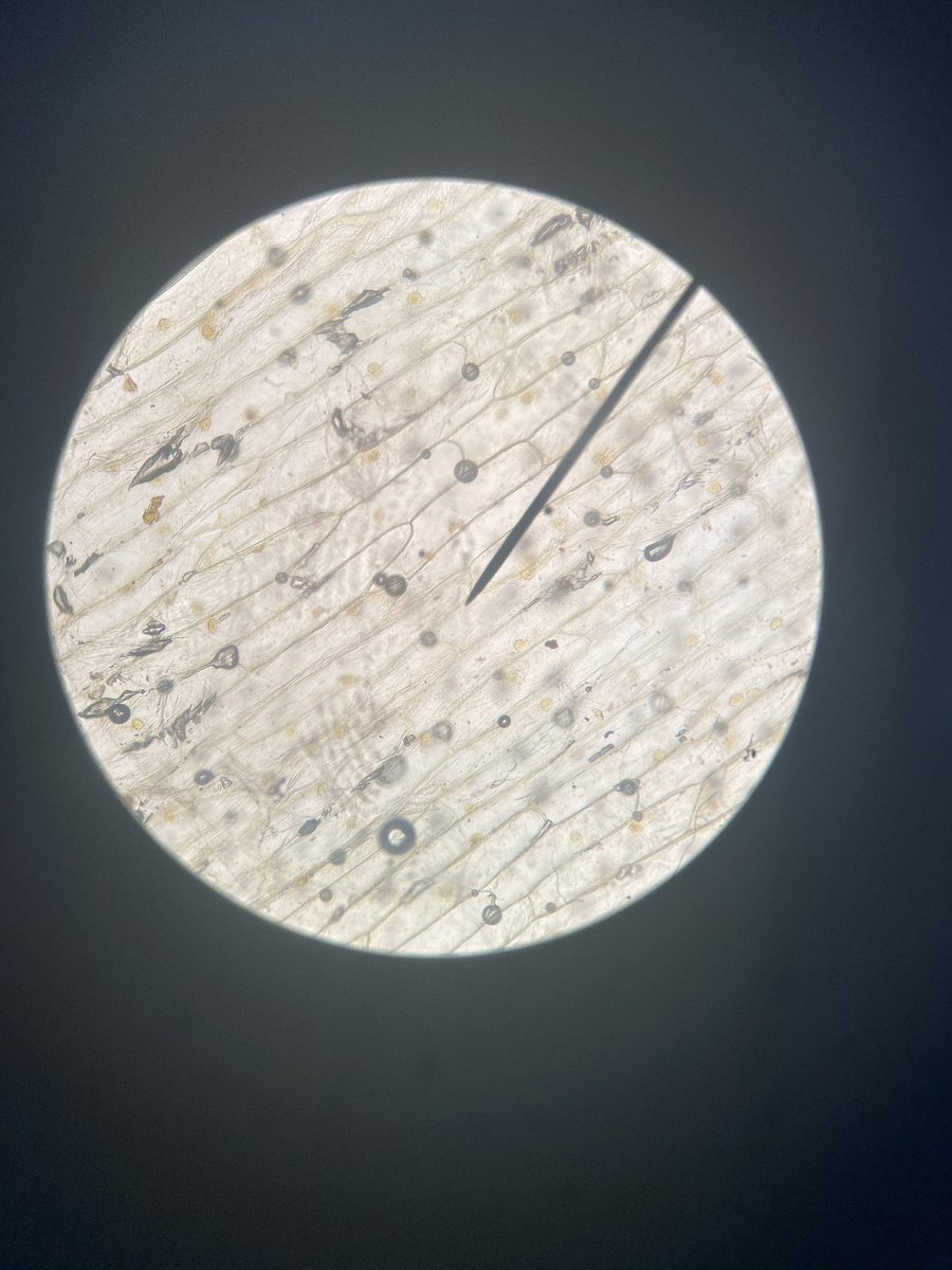 Williamson_Bio's tweet photo. Massive well done to S1 who successfully viewed onion cells under the microscope! 🔬🤗 https://t.co/CrkTe9h70Q