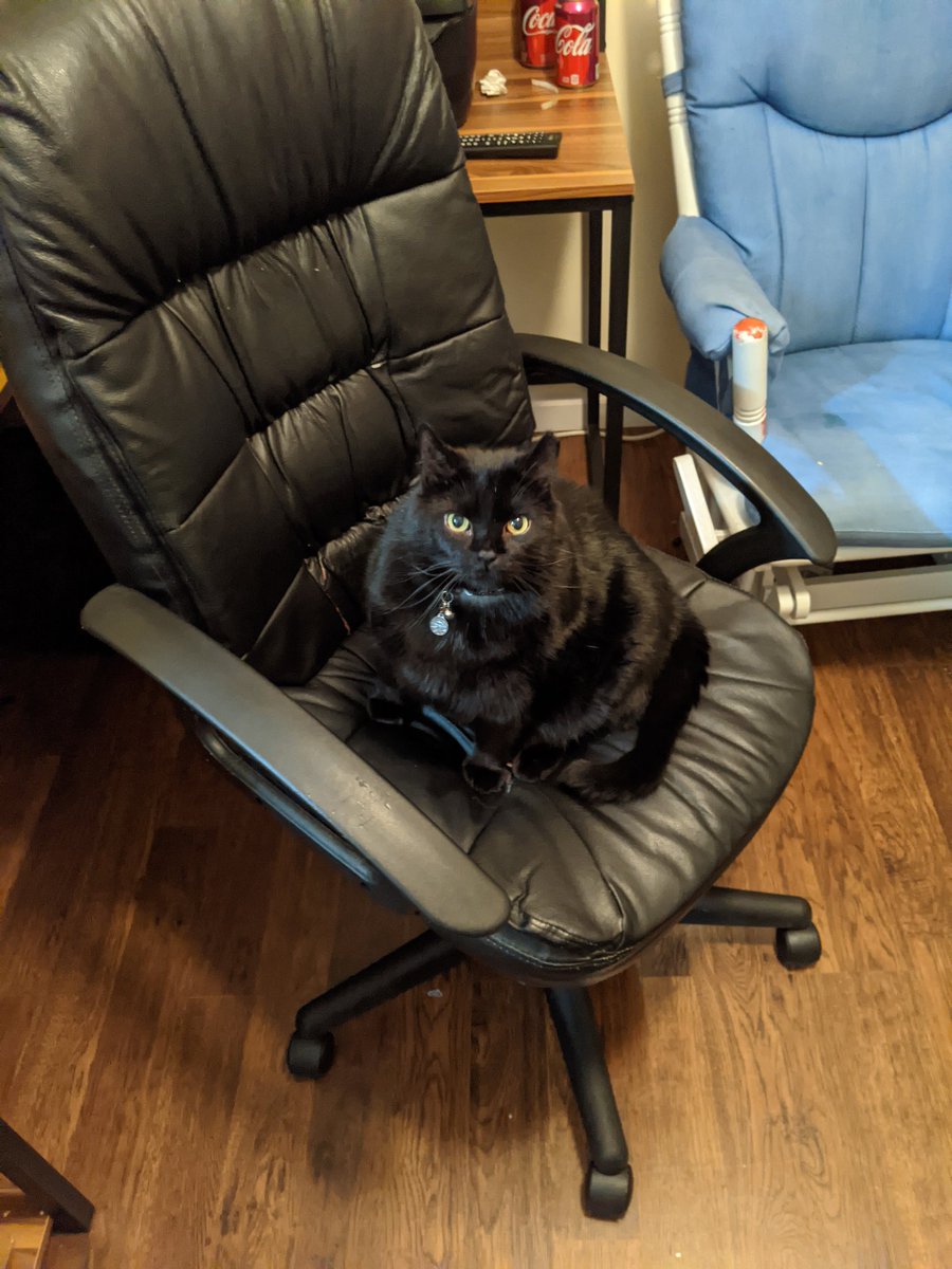 KodlakKitten's tweet photo. It's my office now, humans. https://t.co/9XyFCxSTcW