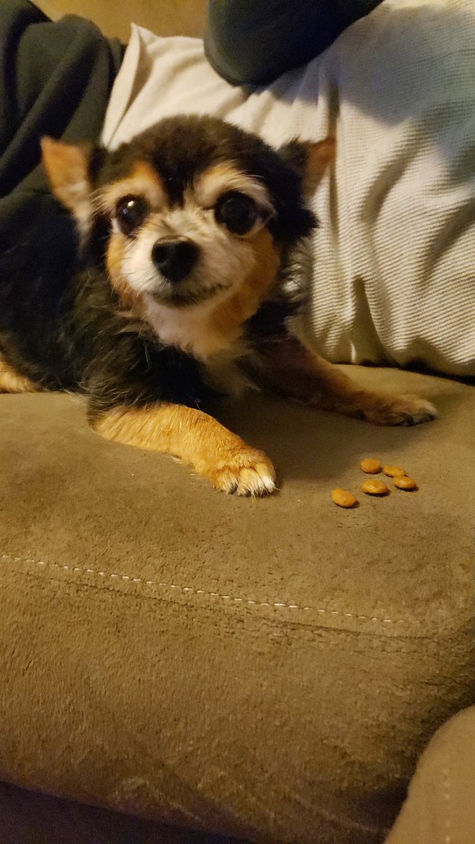 graceiferd's tweet photo. @Jenna_Marbles  my chihuahua Lady also won't eat food from a bowl and only off whatever she is standing on. 
We miss you!! https://t.co/imuDjYWnrU
