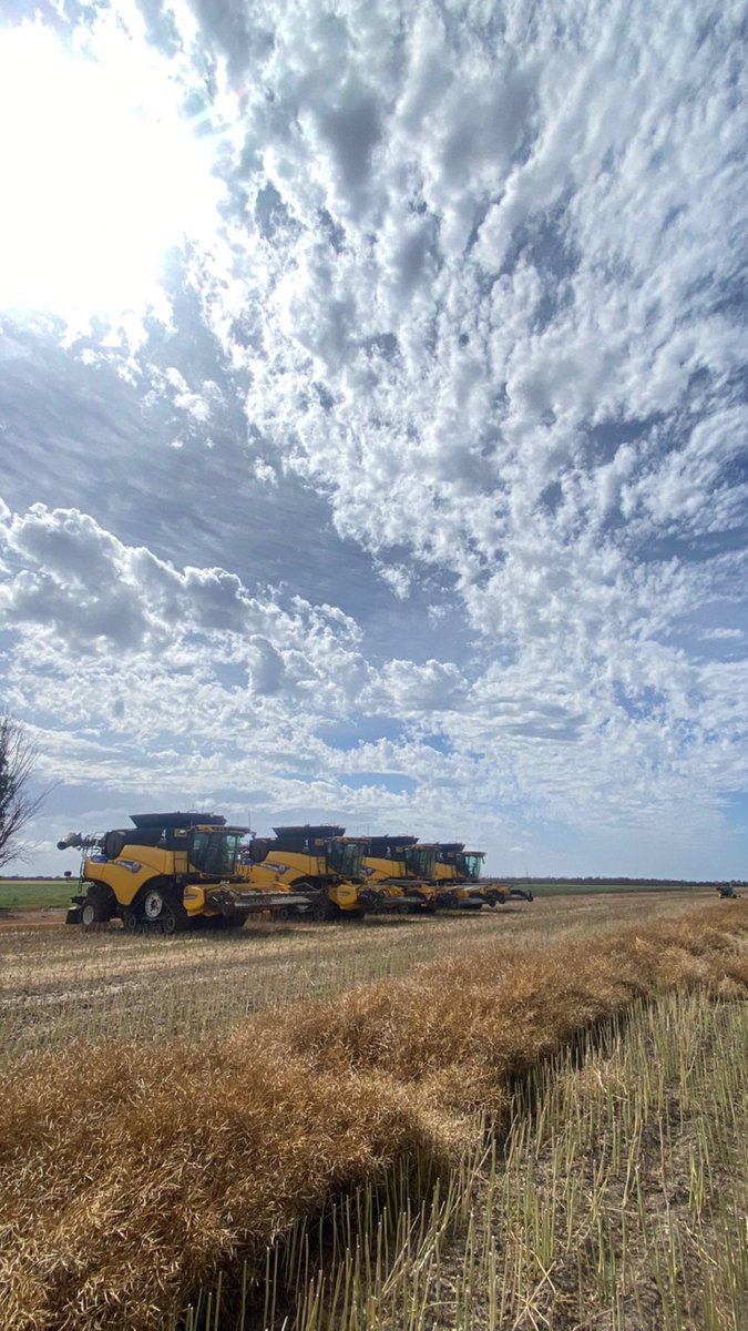First week of harvest time to get the canola!