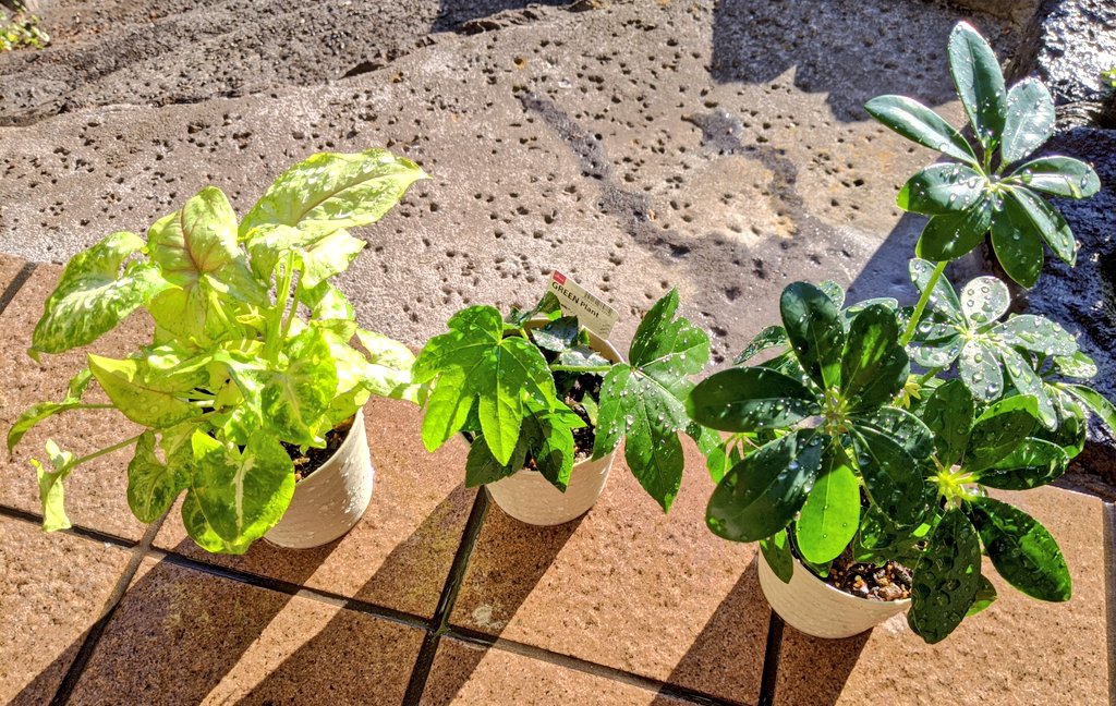 100均観葉植物 100均観葉植物