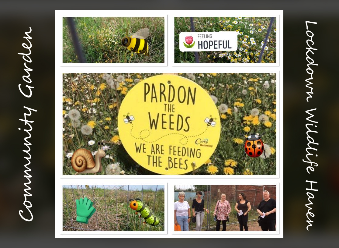 Our big plans to convert one part of the demolished blast-zone as a temporary community garden were put on hold due to the lockdown. But even while the plans continued, the space became a haven for wildlife and pollinators 🌿🌺 🦋🐞 #lovenewferry #pollinators #urbanwildlife