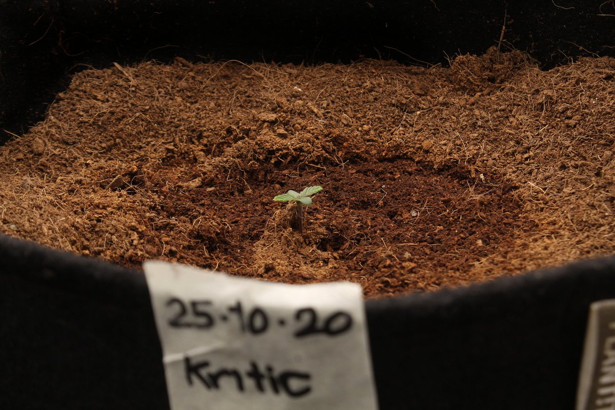 Greenseedtests's tweet photo. #Kritic_Auto de @KannabiaSeeds @IntKannabia ya esta sana y feliz su maceta definitiva, y de momento poco más, que va muy bien, en unos días la veremos cómo evoluciona. Hasta pronto pequeña👋. https://t.co/7ksKi2CPoL