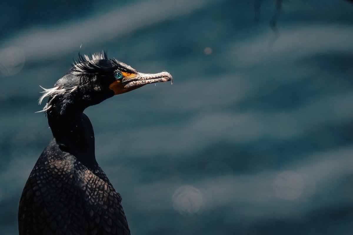 SFUENV's tweet photo. Congratulations to Ecological Restoration MSc student Macus Ong on being the runner up for the BBC Wildlife Magazine Competition! 👏

Read how his passion for the environment has influenced his photography: https://t.co/HnIGKTQwS1

@OngMacus #SFU #SFUenvironment @BBC https://t.co/EKIwiuZBKj