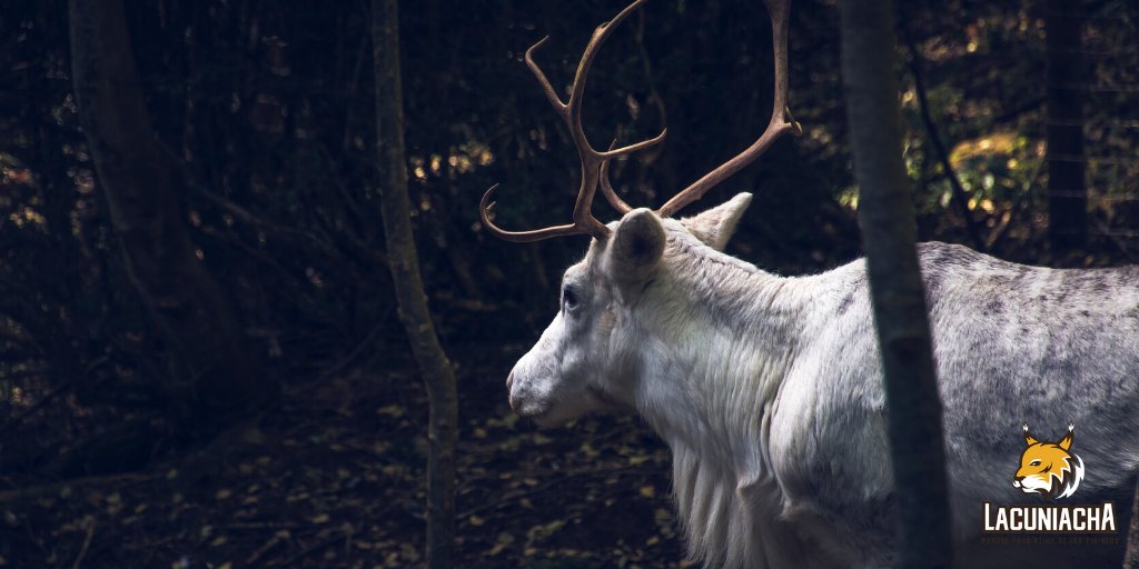 ¿Sabías que en las culturas nórdicas creen que todos los rebaños deben tener por lo menos un reno blanco?

¡Son símbolo de buena suerte! 🍀

Y en #Lacuniacha tenemos el nuestro...

¿Vienes a conocer a nuestra rena blanca?

#pirineos #renos #parquenatural