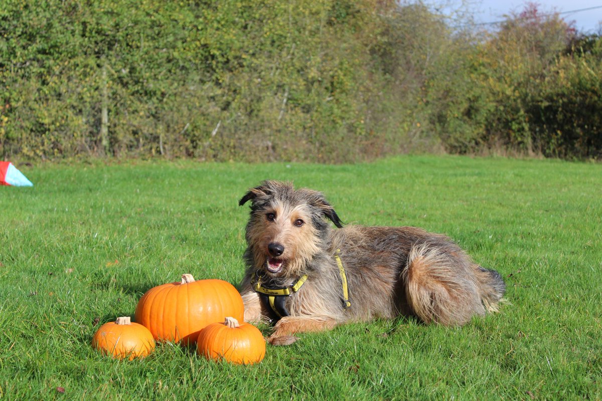 DT_Newbury's tweet photo. Today's #halloweenhound is the beautiful Barley 😍

This handsome boy loves people, treats and his toys... But nothing, NOTHING! Can beat a bum scratch!

**Please go to our website to read Barley's full bio**

#scruffylurcher #sighthound #pumpkinposing #halloween🎃👻 https://t.co/uzzSee9GFA