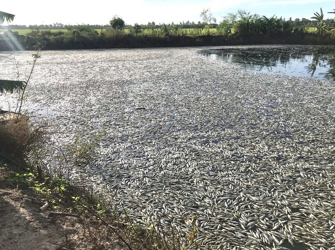 8th October 2020 - 48 TONS of fish die in a lake in Dong Thap, Vietnam.  https://thanhnien.vn/thoi-su/dong-thap-dieu-tra-vu-hon-48-tan-ca-tra-giong-chet-tuc-tuoi-1288253.html