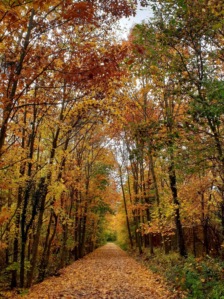 Melfizwizbiz's tweet photo. #alsace #voieverte #rosheim #boersch #ottrot #saintnabor #belvedere #vue #automne #vélo https://t.co/02JU7Etth0