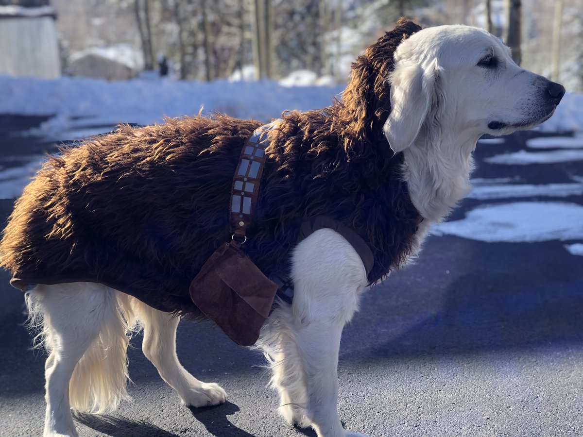 TownofFrisco's tweet photo. If your dog is willing to wear a costume, you should be willing to protect her family by skipping Halloween parties & traditional trick-or-treating. #SaveOurWinter https://t.co/CrJkulF40x