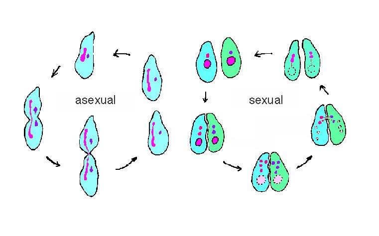 AlixLeslie1's tweet photo. Asexual vs Sexual Reproduction: although sexual reproduction may be more costly due to the requirement in finding a mate, it can serve as the solution to accumulation of deleterious mutations and to rapidly changing environments @OxyEvo https://t.co/N4EZLrpyOB