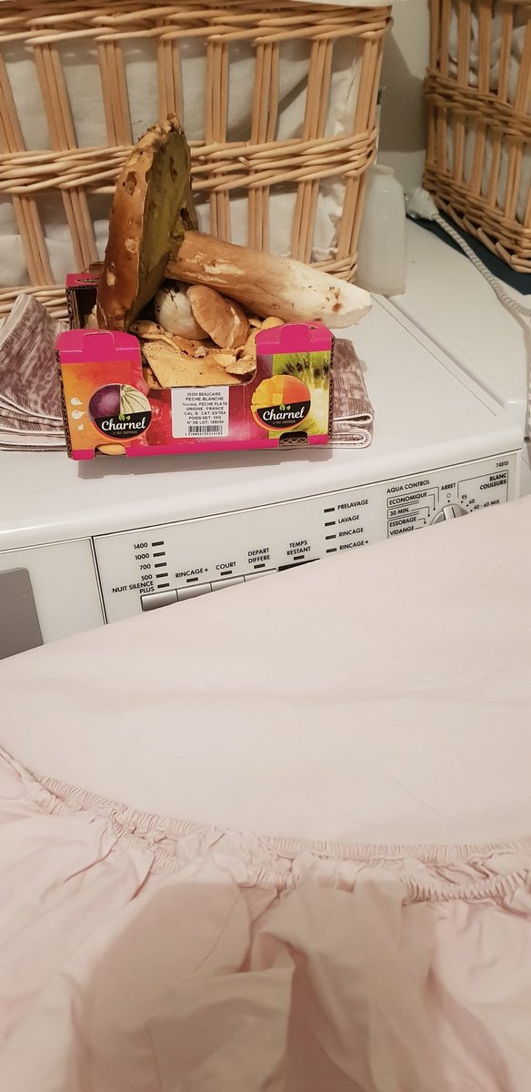 lepogam111's tweet photo. @anne_hlne récolte  de champignon aujourd hui que du bonheur je retiens la leçon  bien saisir .Bizh celtiques sans contact https://t.co/Z1G7uInzyr