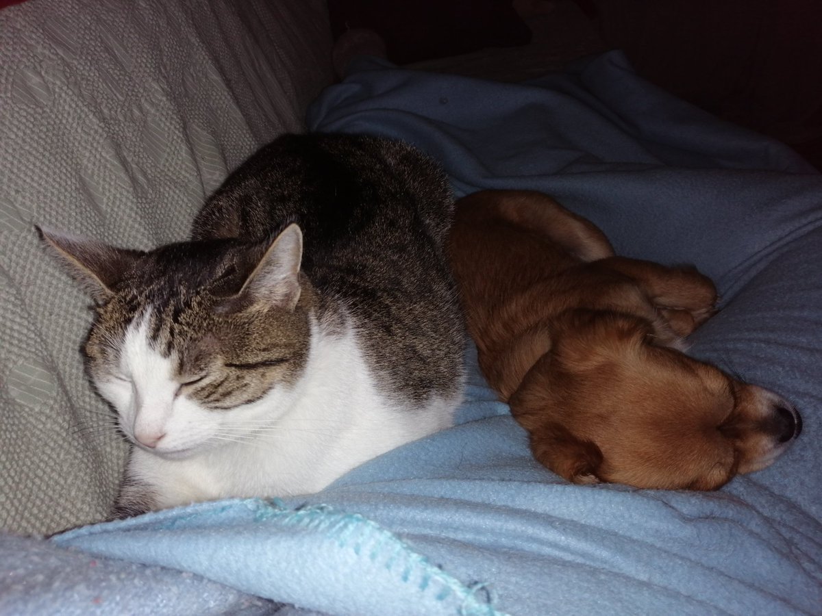 Sisters from another mother... #Pip #Ayla