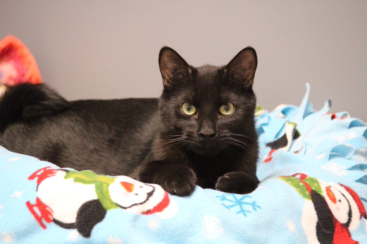 WildRoseHumane's tweet photo. Don’t believe what you hear about black cats and Halloween! Panther is all love and whiskers. 

Thinking of adopting or fostering? Contact us today at sheltermanager@wildrosehumane.ca.

#pet #pets #petadoption #foster #cat #cats #dog #dogs #petadoptions #alberta #centralAlberta # https://t.co/NBfRnFL19V