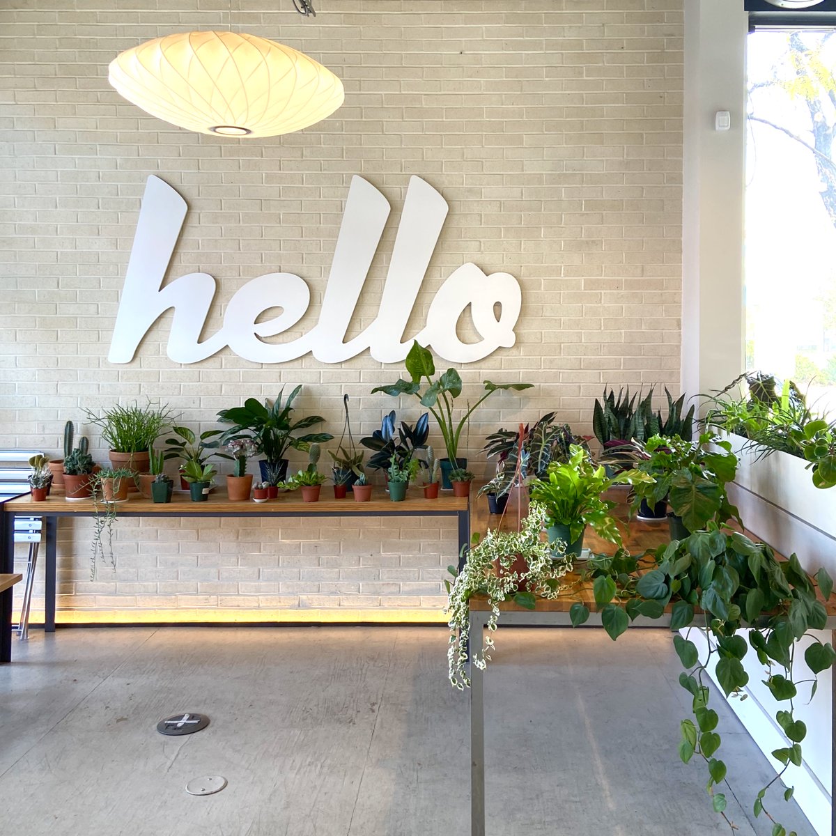 I’m always on the lookout for creative solutions in the COVID era. Here’s one: Denver’s Spur Coffee has filled up its closed seating areas with lush plants. I like the greenery – it looks much better than empty tables and stacked-up chairs! #interiordesign #coronavirus