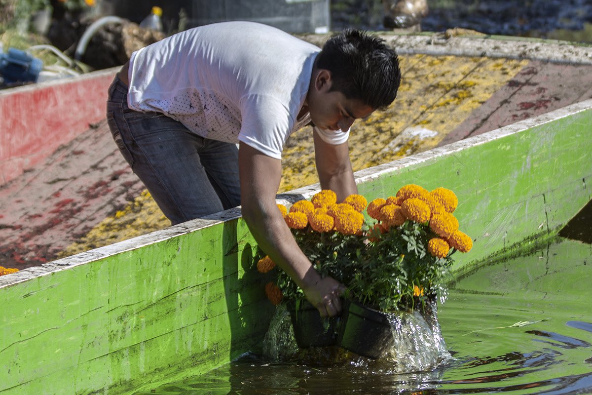 ChilangoCom's tweet photo. Miles de flores de cempasúchil llegan a los mercados de la ciudad desde Xochimilco para el #DíaDeMuertos. Un recorrido lleno de esfuerzo y trabajo duro por parte de cientos de trabajadores. 🧡(1/5)
📸 @lulurdapilleta 
https://t.co/d7fE1yU1JN https://t.co/uBishBVsp0
