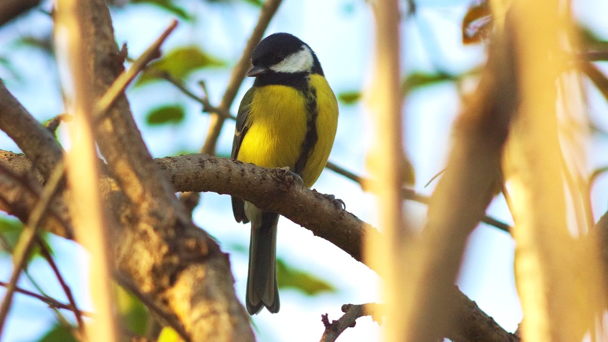 Parus major (a really beautiful one!) 
#birds #BirdPhotography #nature #wildlife #WildlifeWednesday #BirdTwitter #ParusMajor