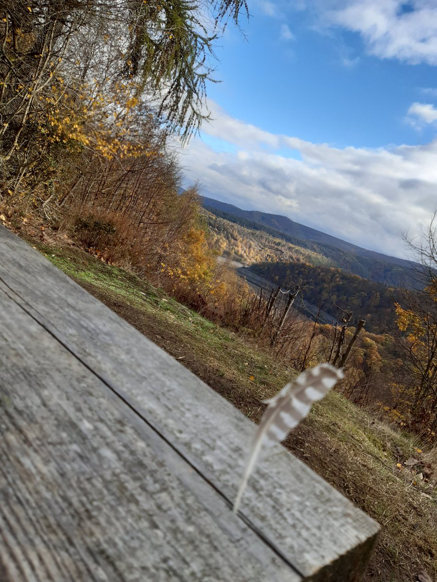 IvenaeusFischer's tweet photo. 🍁🍃🍂🍁 Erlebnisreiche Herbstwanderungen @kellerwald im #boggelreich #urwaldsteig @NLPZKellerwald - ein waldpädagogisches Paradies 😍 #walderleben 💚🤠 https://t.co/Cjb9FoOETl