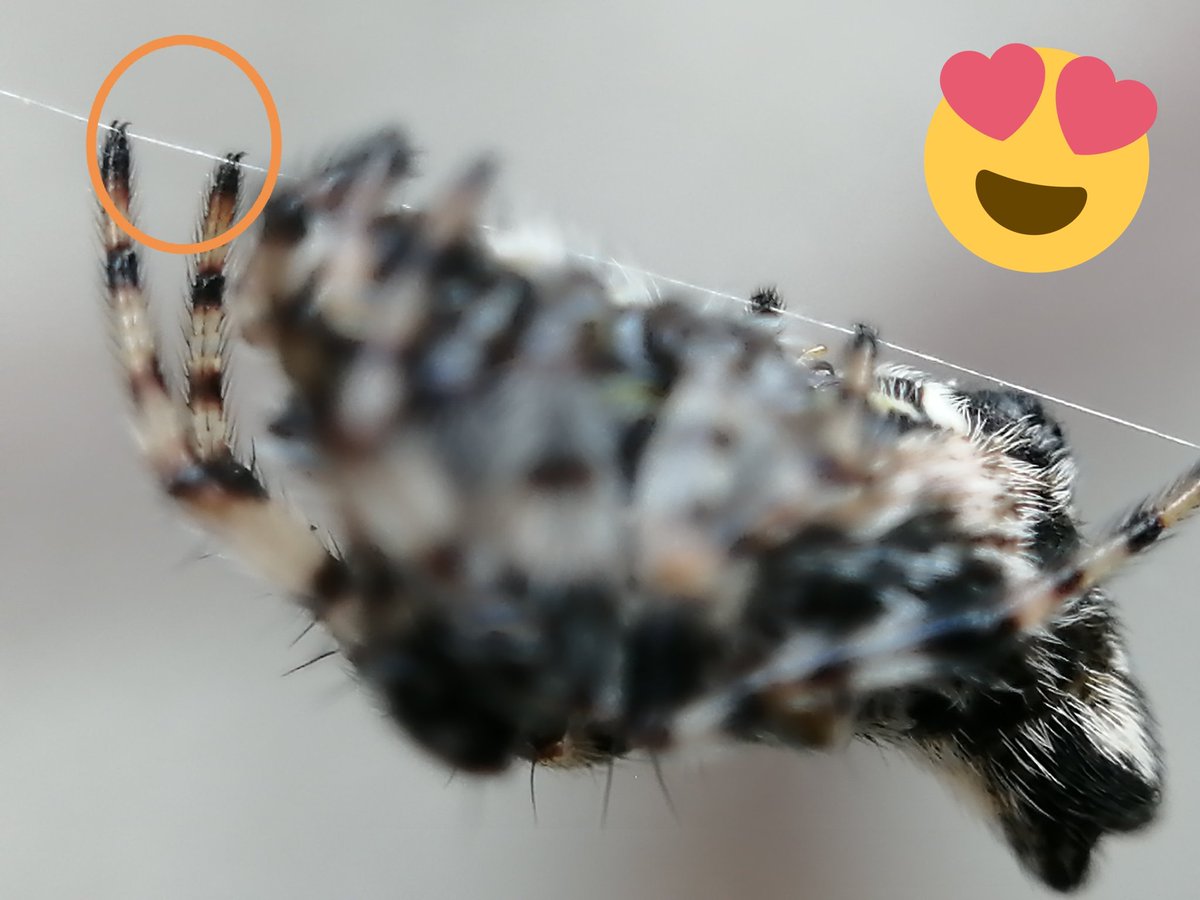 AuraArlob's tweet photo. Día 28 del #Arachtober
Los "deditos" de la #cyclosa son una ternurita 🥰
¿Sabias que a través de los abundantes bellos en sus patas, una araña puede percibir olores y sonidos?
Cada afilada garra le sirve para tener buen agarre en las superficies
#AracnOctubre #CuidemosALasArañas https://t.co/GY1BvCJd7d